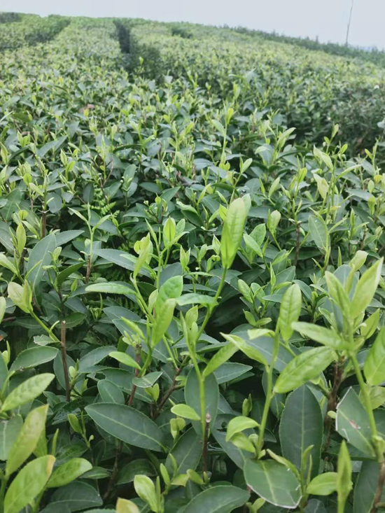 筠連茶爆猛料:初冬采新茶品質提升群眾增收笑開顏