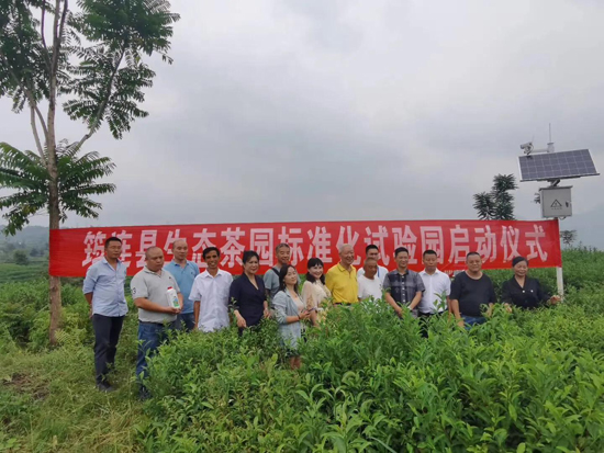 筠連茶爆猛料:初冬采新茶品質提升群眾增收笑開顏