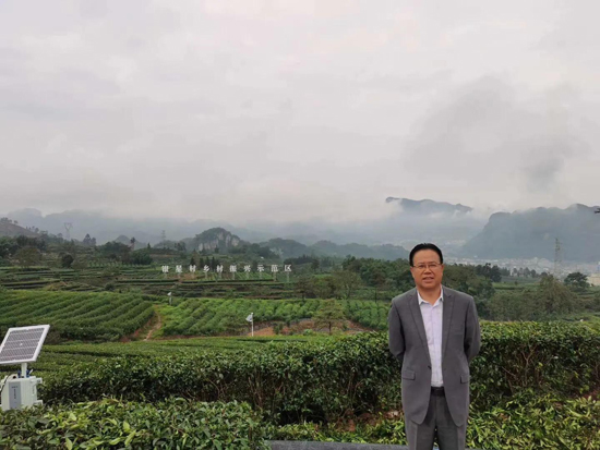 筠連茶爆猛料:初冬采新茶品質提升群眾增收笑開顏