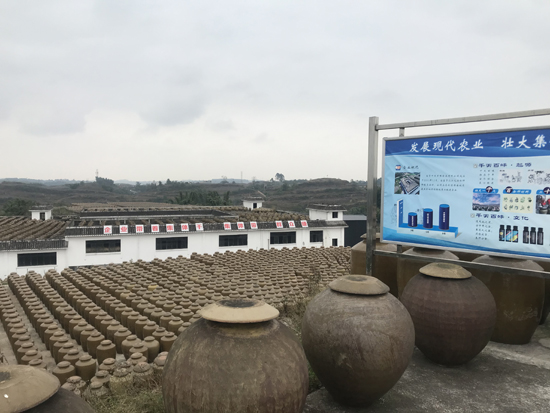 千天百味貢醋:傳承非遺 千天時間曬出黃金品質